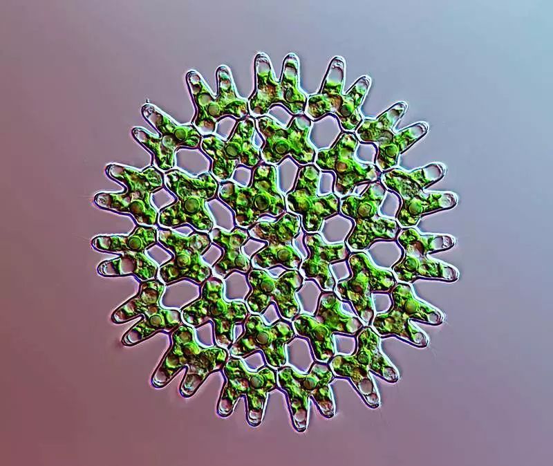 饮用水起青苔,饮用水里长青苔是水质好吗