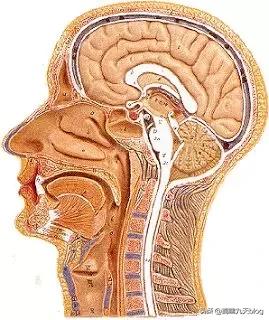 人类大脑如何超越人工智能,人类的出路在于将自身升级为神