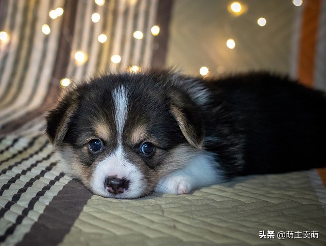 柯基狗耳朵竖起来还会塌下去吗,柯基犬耳朵立了怎么回事