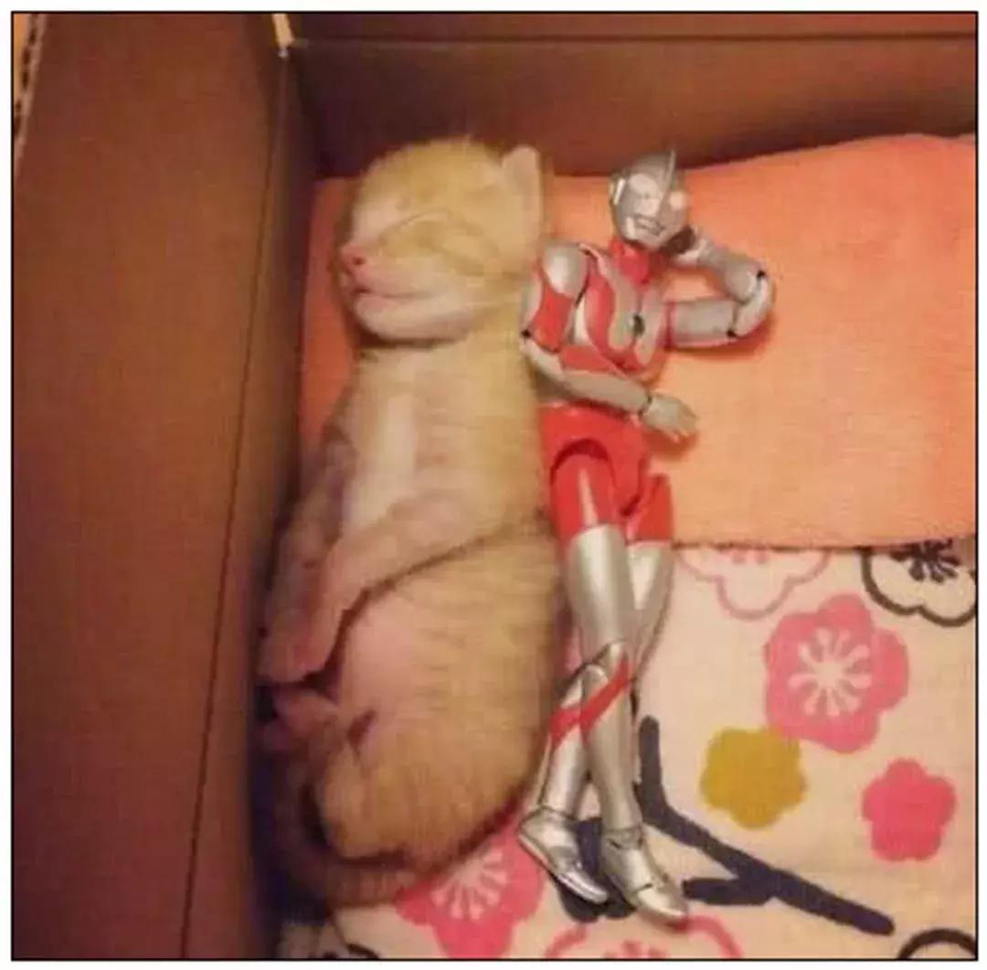 猫圈一定是魔咒吗,猫圈玄学黑猫