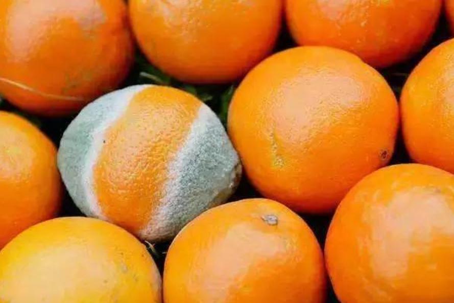 食物发霉削掉还可以再吃吗,食物发霉后切到发霉地方能吃吗