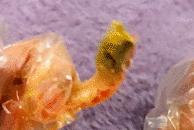 网红红黑榜,今年小龙虾排行榜