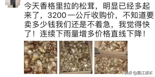 疯狂的松茸,疯狂的野生菌