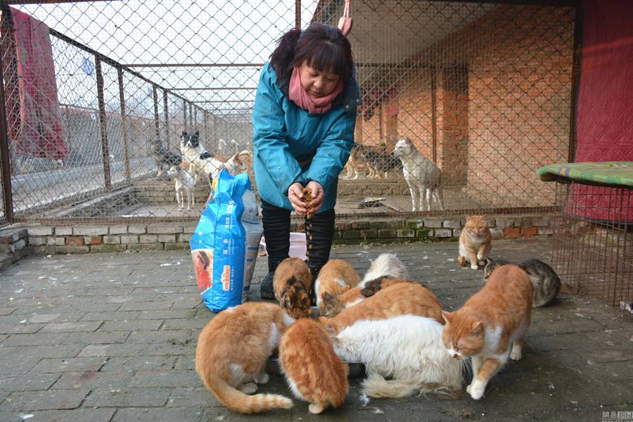 猫咪走丢了用什么方法找回,猫咪走丢了找回来的方法