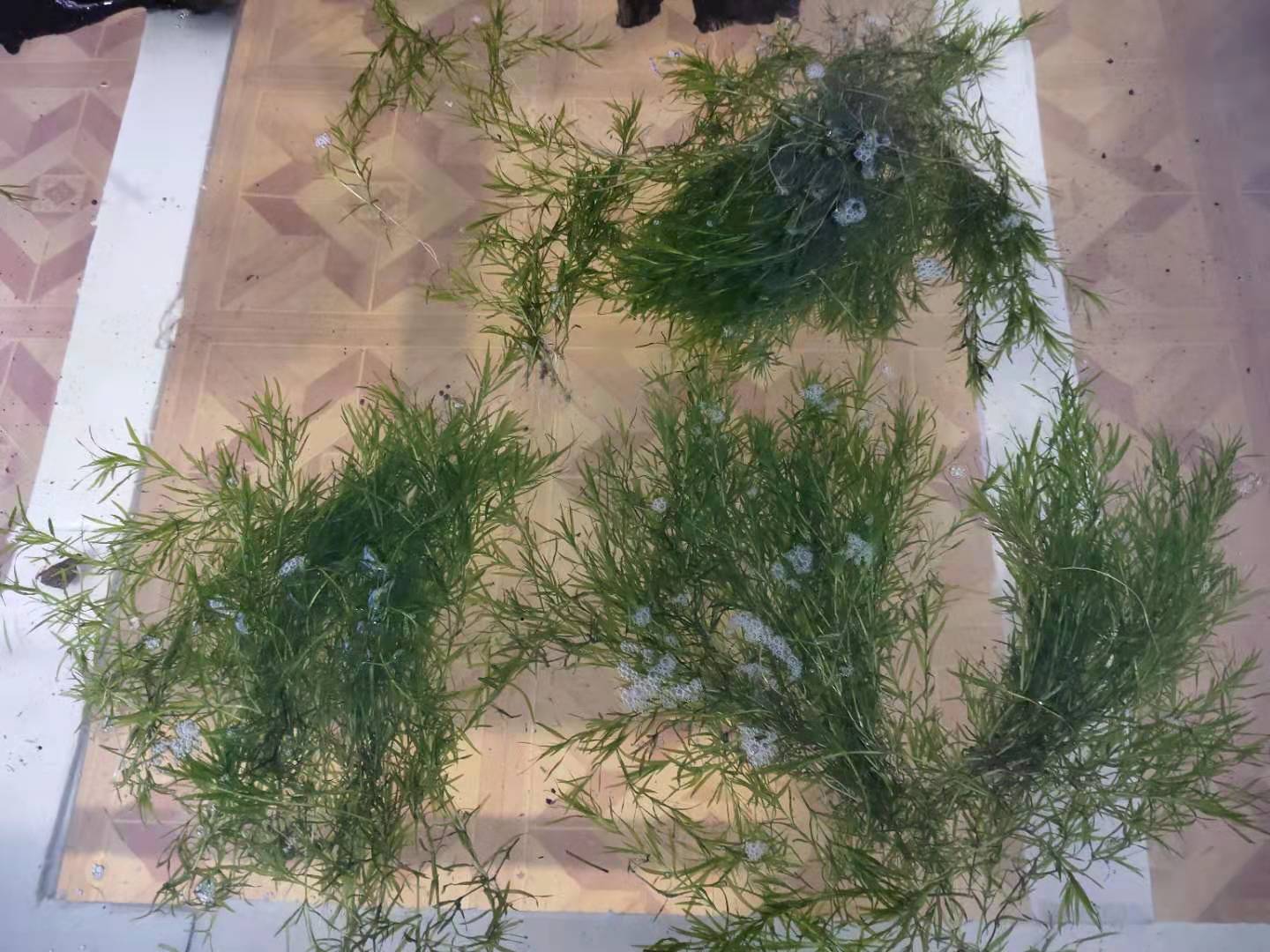 紫色的给鱼用的药水叫什么,紫色的养鱼杀菌剂