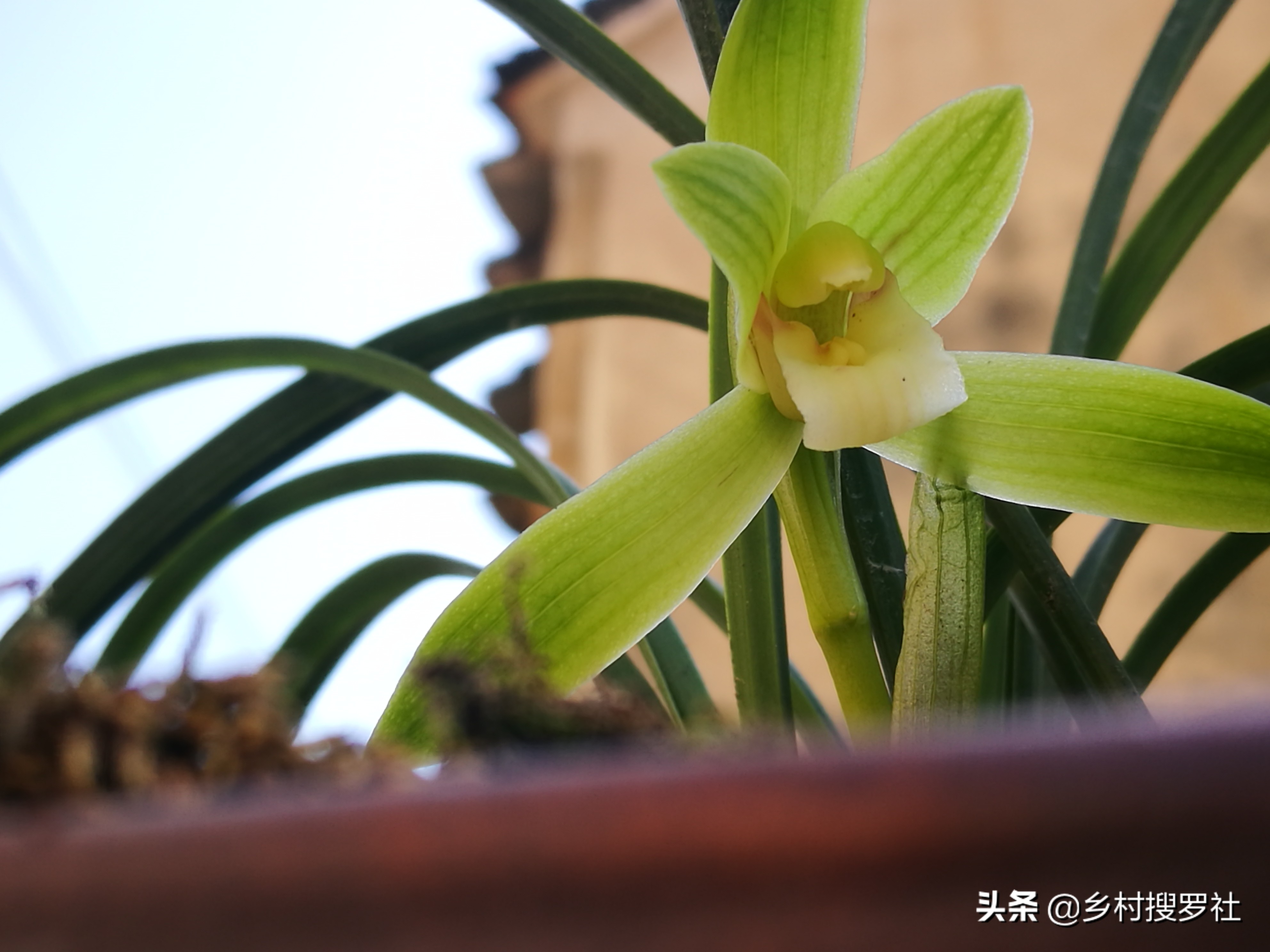 网购兰花预防消苞,网购兰花应注意什么