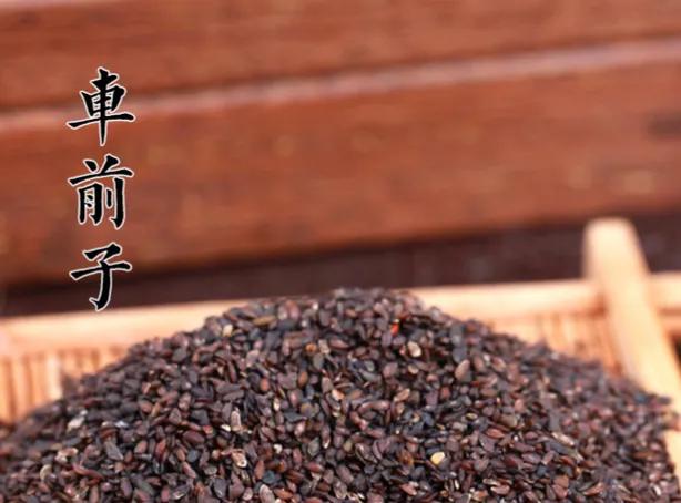 胡博士说中药|从车前子与大文豪欧阳修的故事讲起