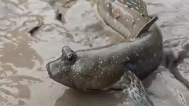 如何捕鱼跳跳鱼,野生跳跳鱼养殖