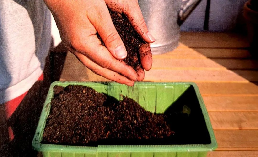 育苗种子如何选种,最简单培育优良的种子