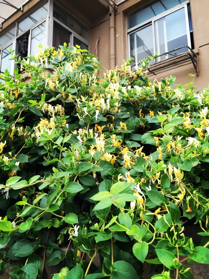 净化空气而且对身体好的花,净化空气对人身体有益的花