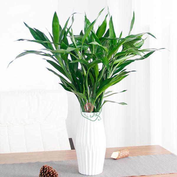 富贵竹怎么才能生根小窍门,富贵竹怎么生根最快最有效