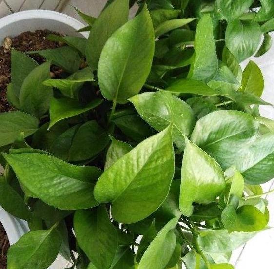 绿萝叶子变黄枯萎是什么原因水培,水培绿萝叶子发黄枯萎怎么补救