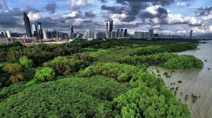 深圳湾在哪里,深圳湾是什么区的