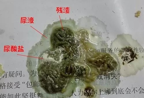 鹦鹉饲养冬季注意事项,冬季鹦鹉饲养注意事项