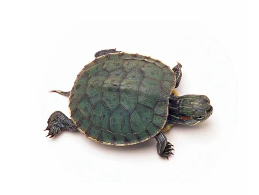 乌龟怎么养才正常,你的乌龟还好吗什么意思