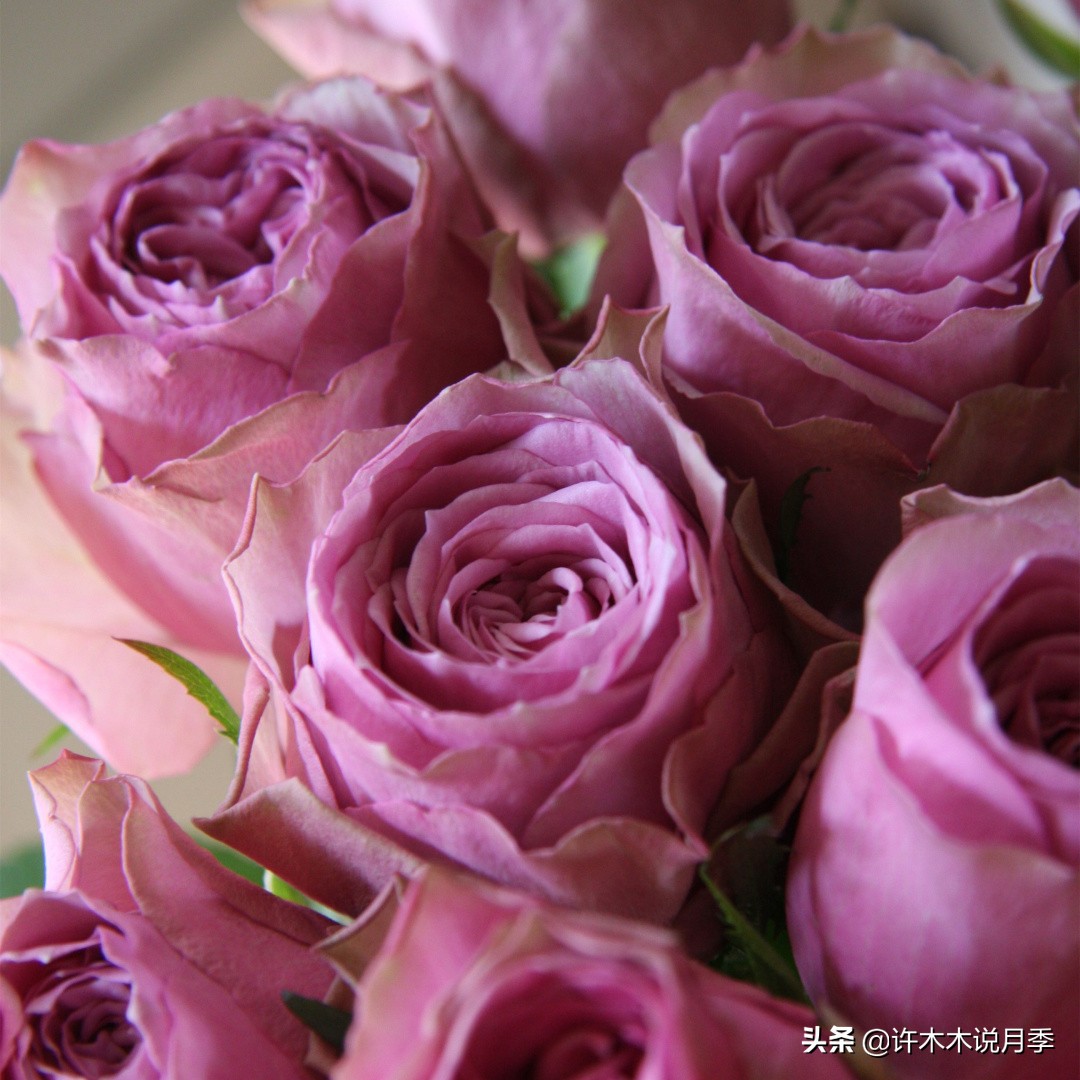 花店玫瑰自己可以种吗?玫瑰种植手册在此,情人节别浪费钱买花了