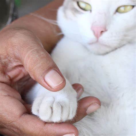 给猫咪剪脚毛有好处吗,正确给猫咪剪脚毛的方法技巧图