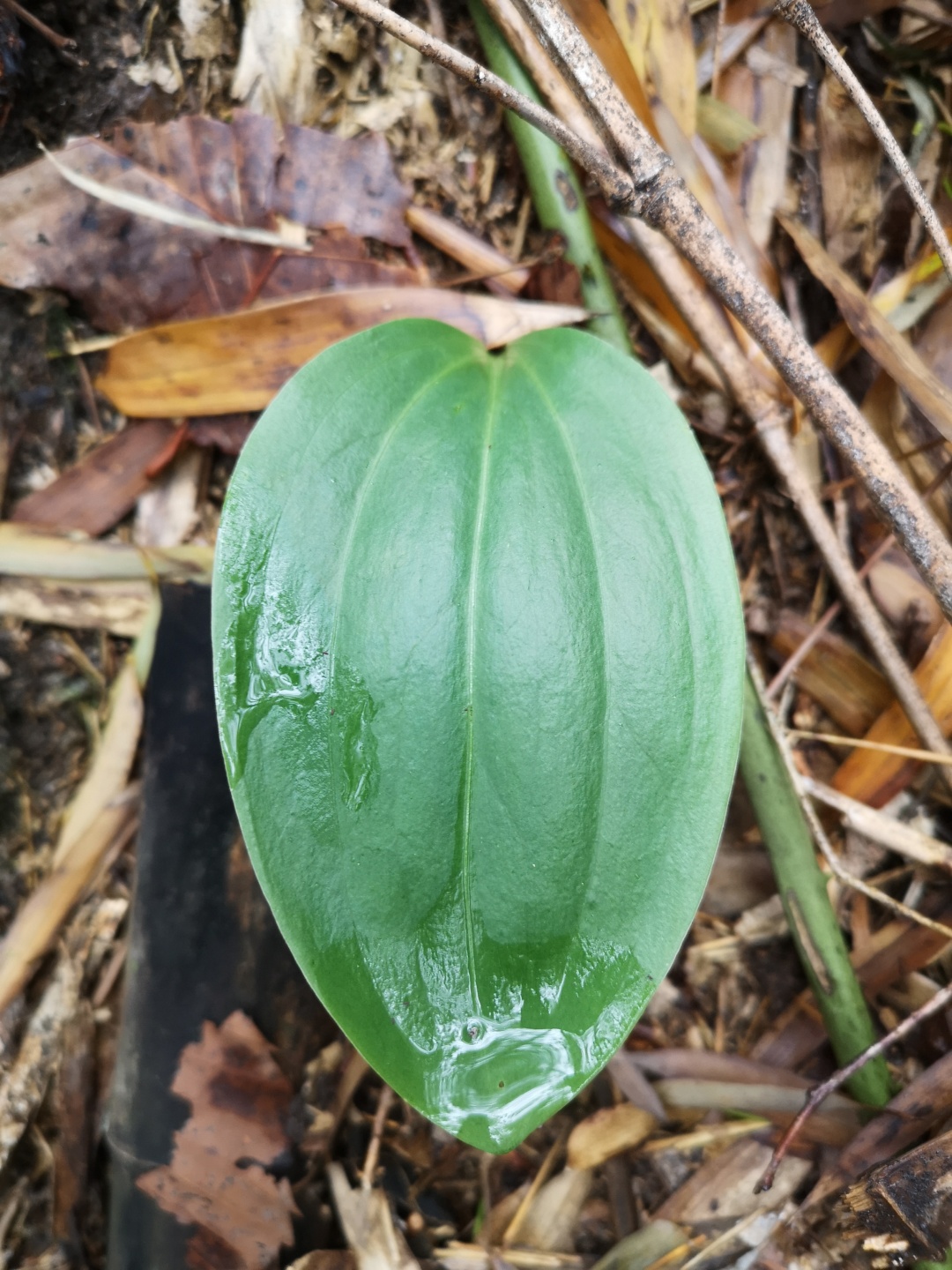 竹林深处探宝——只为了那一棵黄精