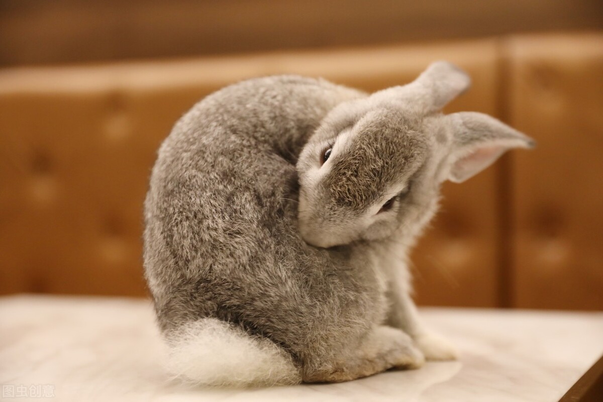 兔子脚流血自己能好吗,兔子脚流血可以用碘酒消毒吗