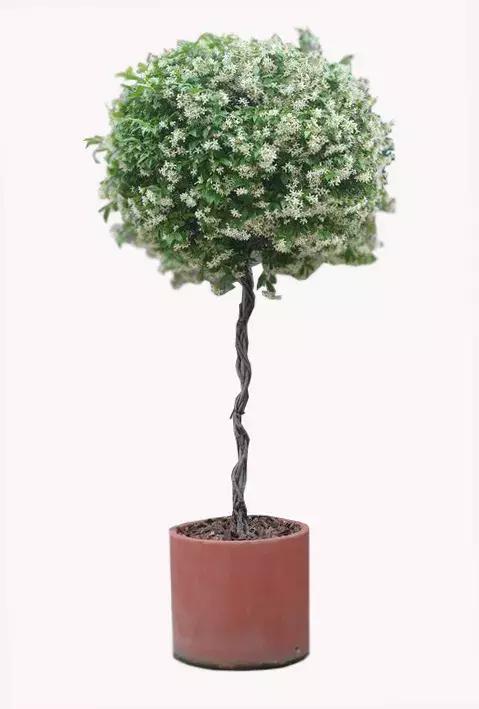 家庭棒棒糖花束制作教程,家庭园艺的制作方法