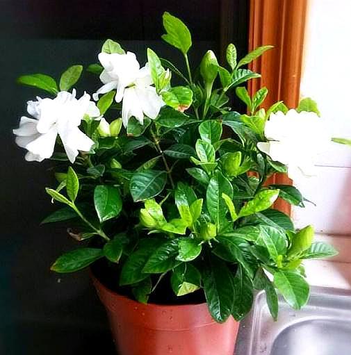 栀子花干叶黄叶怎么自制营养液,大叶牡丹栀子花黄叶干叶怎么补救