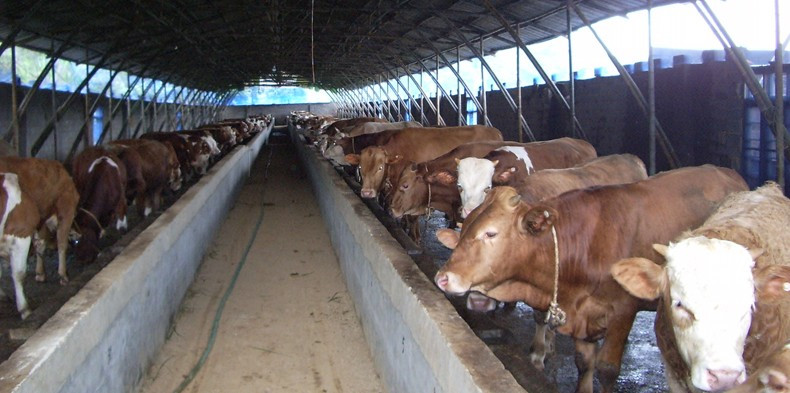 牛价低为什么还进口牛肉,进口牛肉拉低牛价