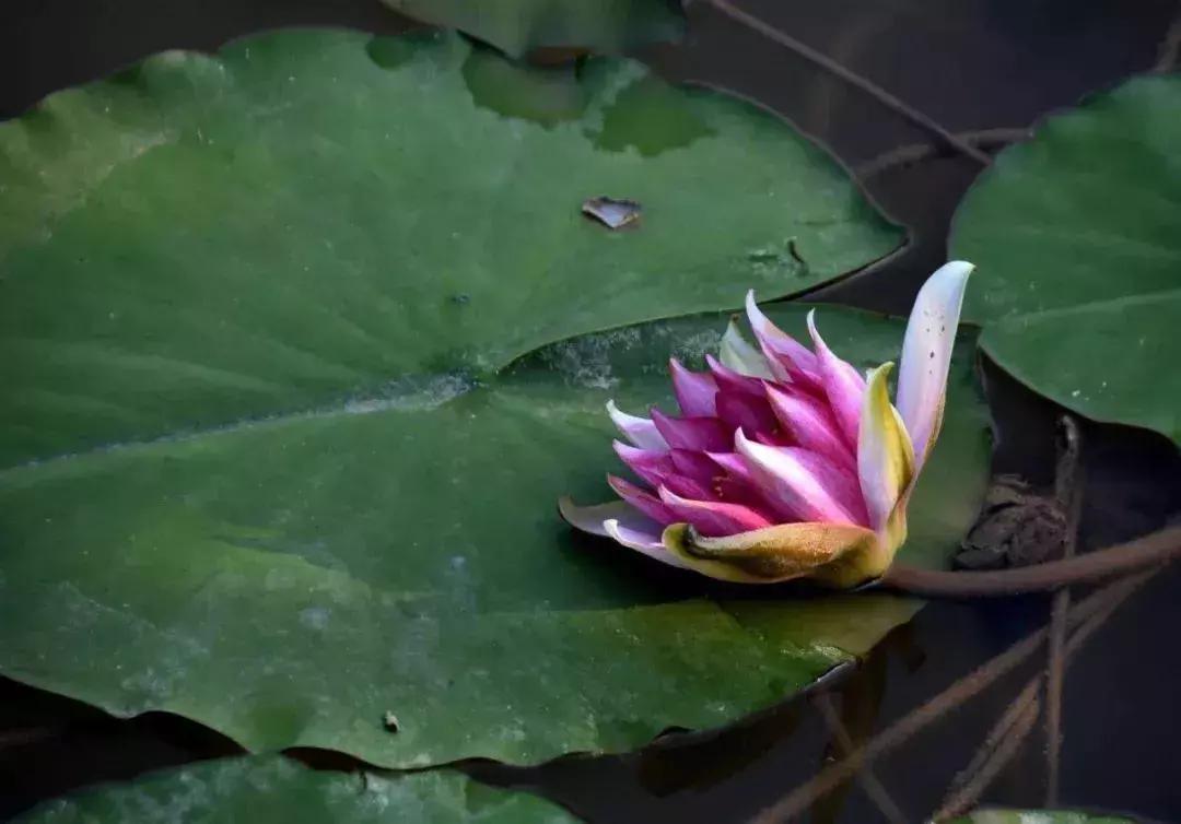 盛夏来感受传统古村落的气息,高青慢城