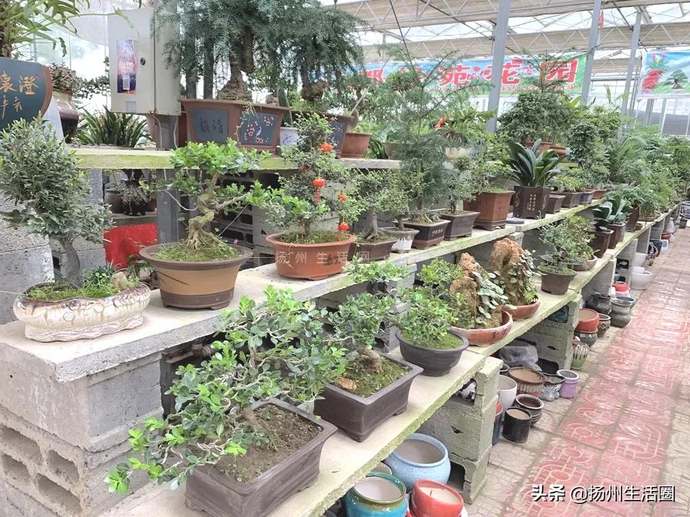 扬州花卉市场大全,扬州西区花卉市场