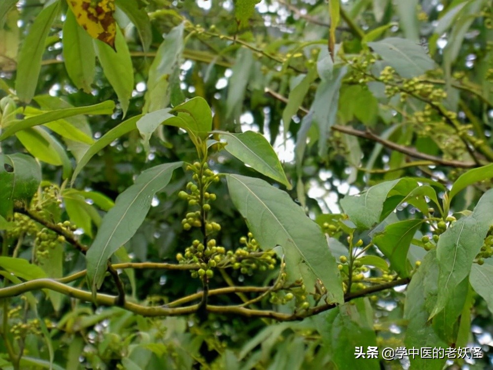 中药胡椒和食用胡椒区别,每日一中药