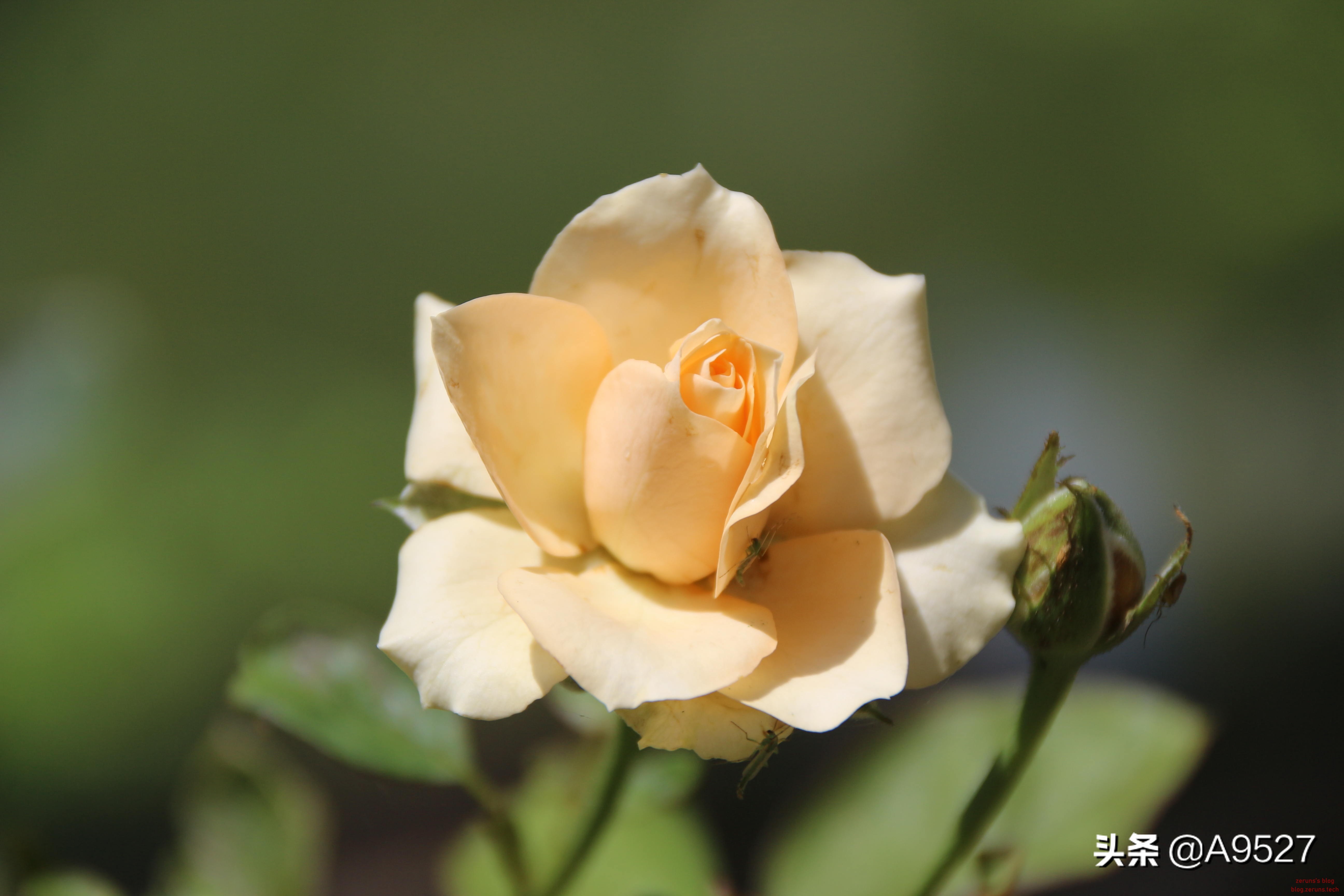 适马1770二代镜头素质如何,适马10-20镜头一代与二代