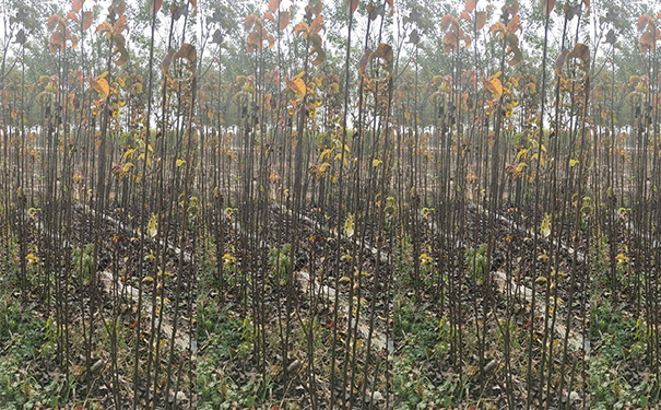 梨锈病防治方法,梨疫病与黑斑病打什么药