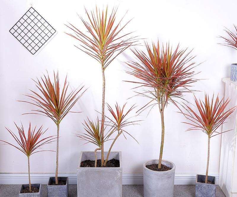 散发清香的易养花卉植物,观叶植物盆栽大全图