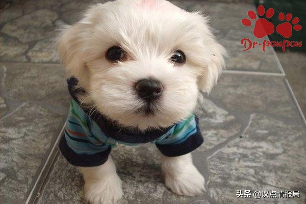 泰迪的训练方法,普安特犬如何