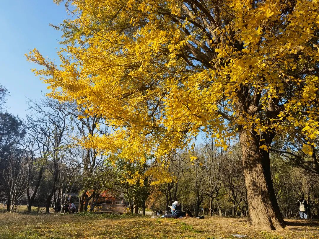 上海最美秋景,上海哪些公园可以拍秋景
