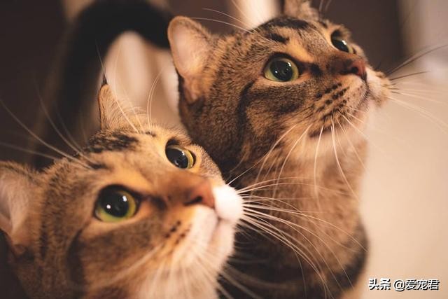 如何克服猫咪的紧张情绪,关于猫咪应激铲屎官应该了解一下