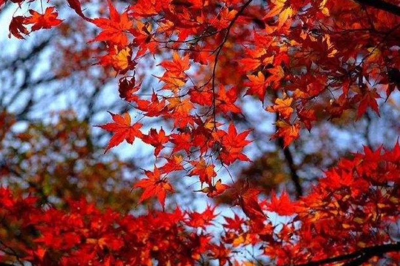 揭秘巴西足球人才培养模式：天才的温床，“简陋”而不简单