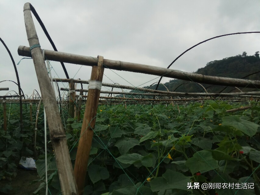 30岁小伙坚持农村创业,农村人辞职创业致富走上人生巅峰