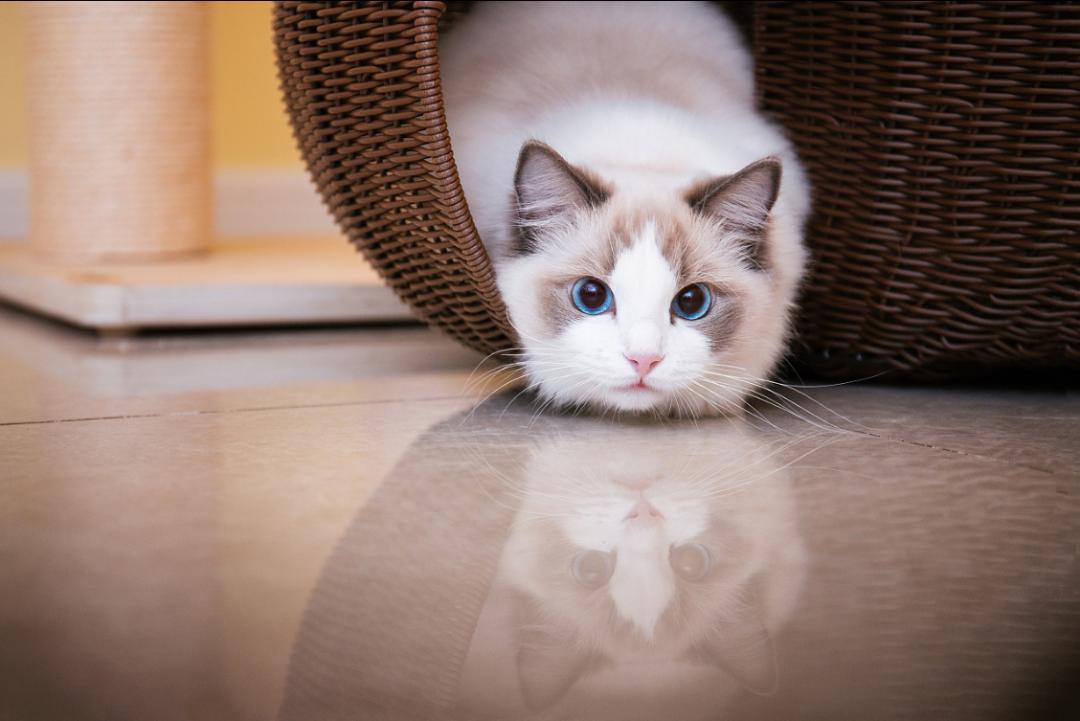 怎么通过触诊判断母猫是否怀孕,母猫乳头隆起是不是怀孕了