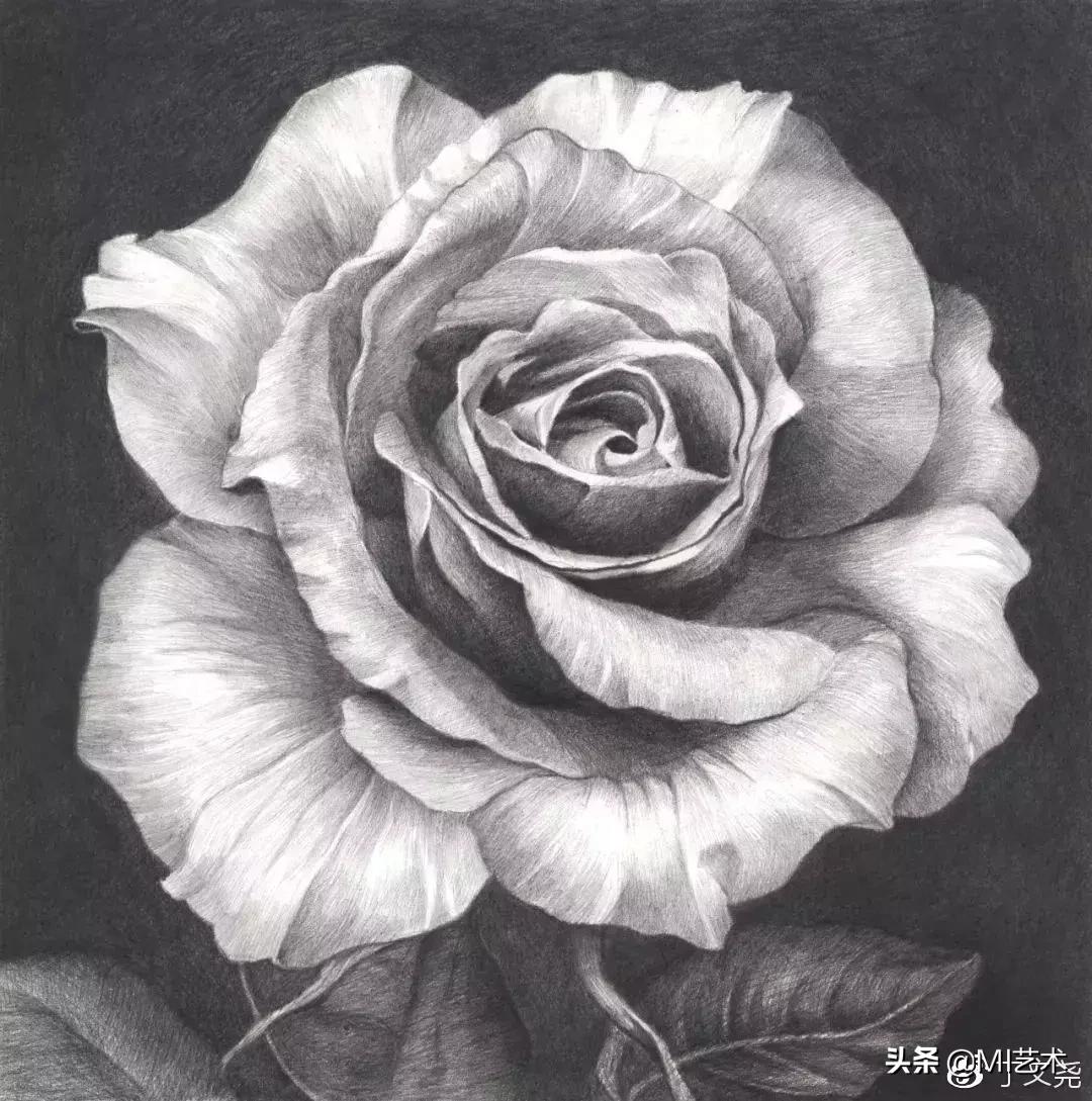 玫瑰花素描临摹高清图片,素描教程画花朵