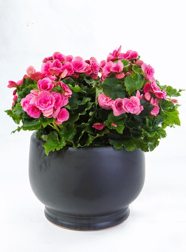 花卉萎蔫后怎么解决,各种花卉枯萎怎么补救