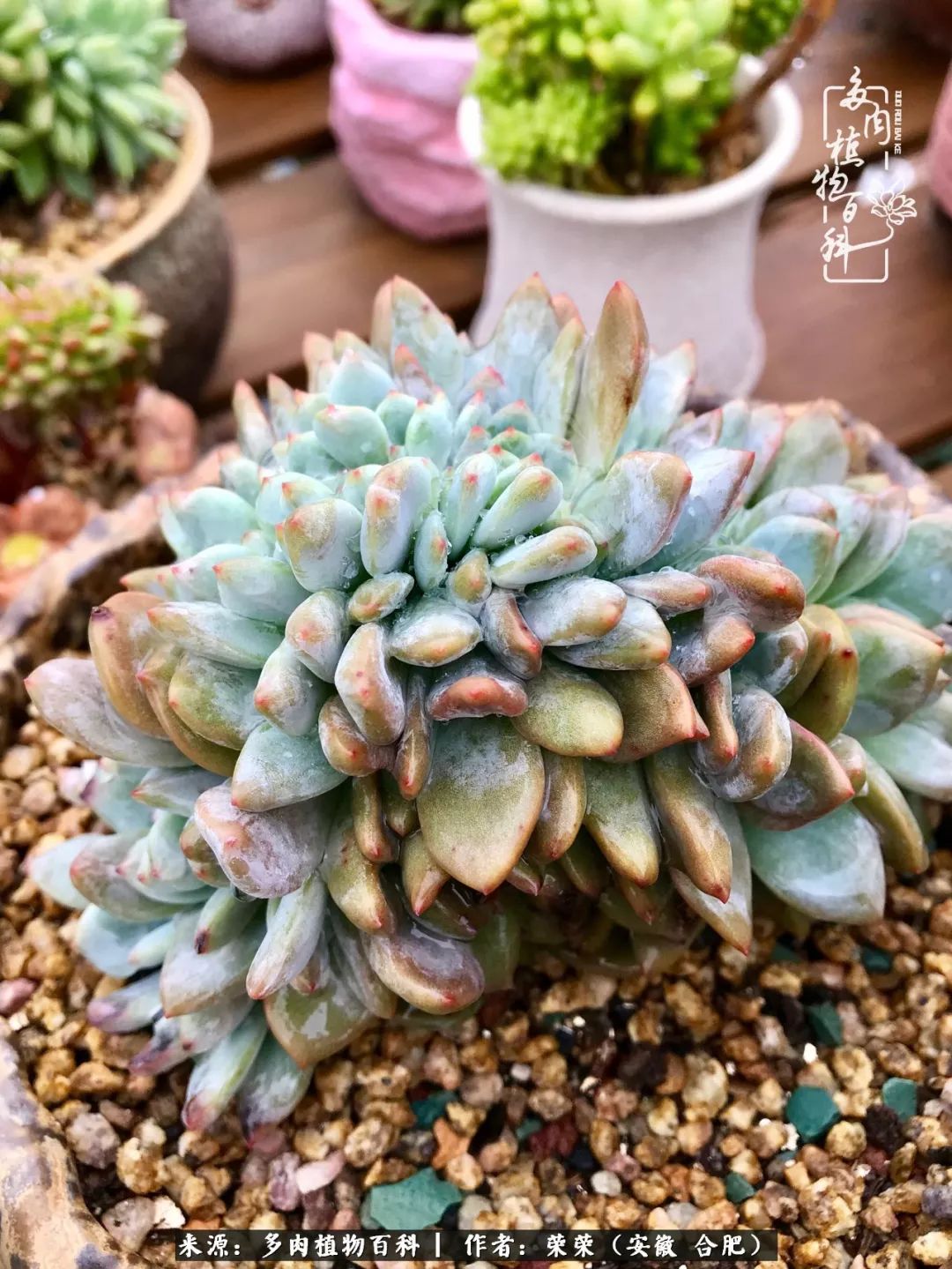 入秋后多肉是露养好还是室内养好,入夏后露养的多肉要搬进室内吗