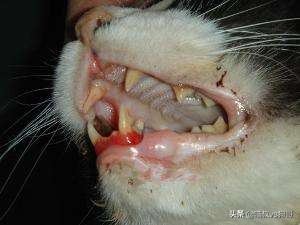 猫咪口炎疼痛咋办,猫咪口炎为什么嘴里老有口水