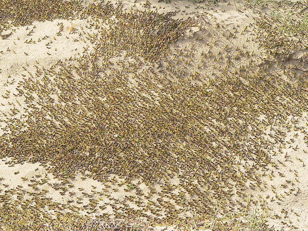 这次的蝗虫灾害为什么这么大,此次的蝗灾有多严重