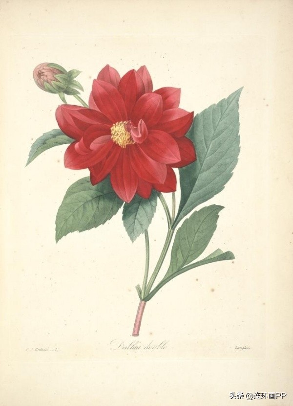 插画风简单的花手绘图片,唯美手绘田园插画图片大全