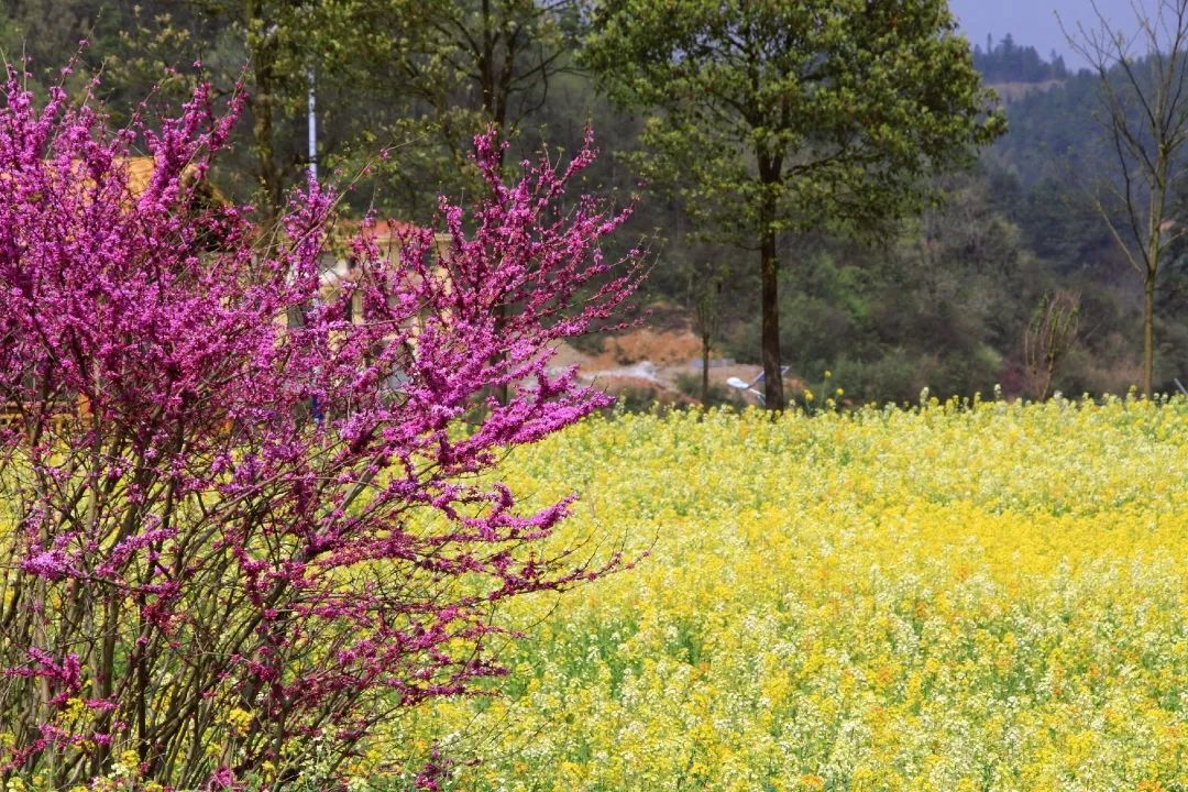 赏春图鉴丨赏花海、品清茶、尝美食...乌当百宜镇这条宝藏春游线路，就等你来打卡啦！