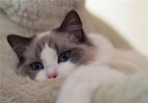 猫咪流产在家要怎么处理,什么原因会导致猫咪流产