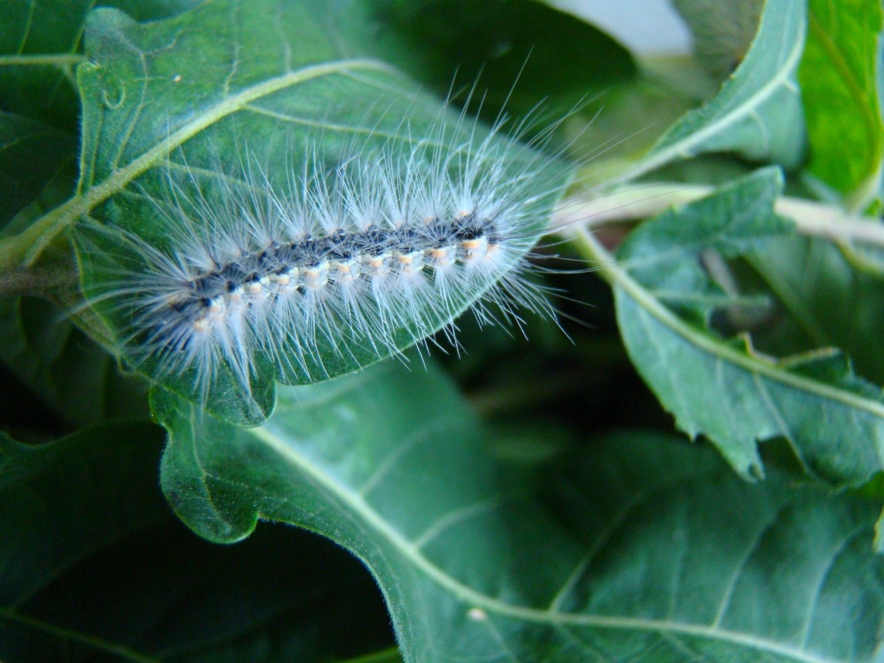这个秋天碰到白色毛毛虫了吗？其实它们来自大洋彼岸