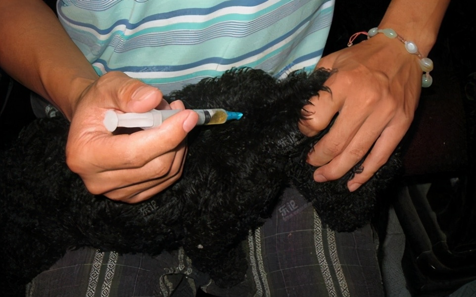 45天贵宾犬的饲养方法,4个月贵宾犬的饲养方法