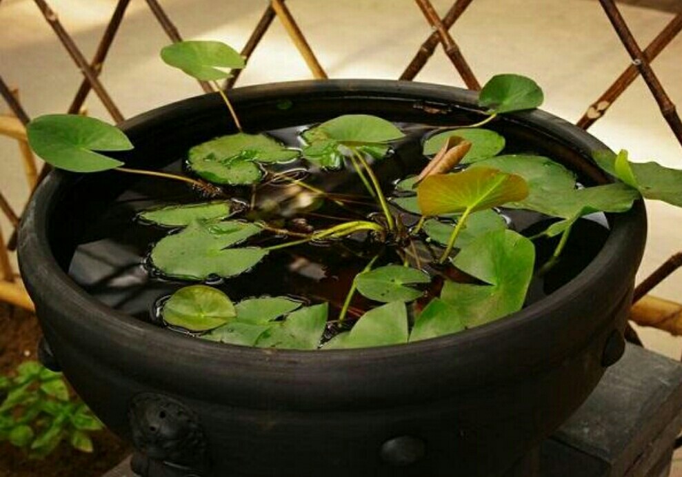 睡莲怎么养才有开花的现象,睡莲在室内如何养护才能快速开花