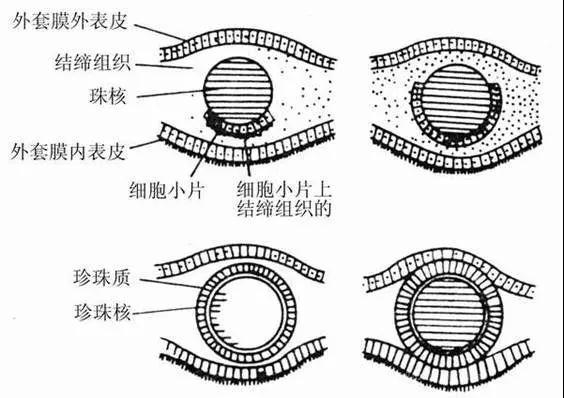 熙姐珍珠,珍珠哪些瑕疵可以忽略